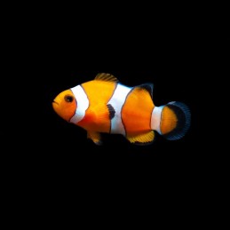 Amphiprion ocellaris S