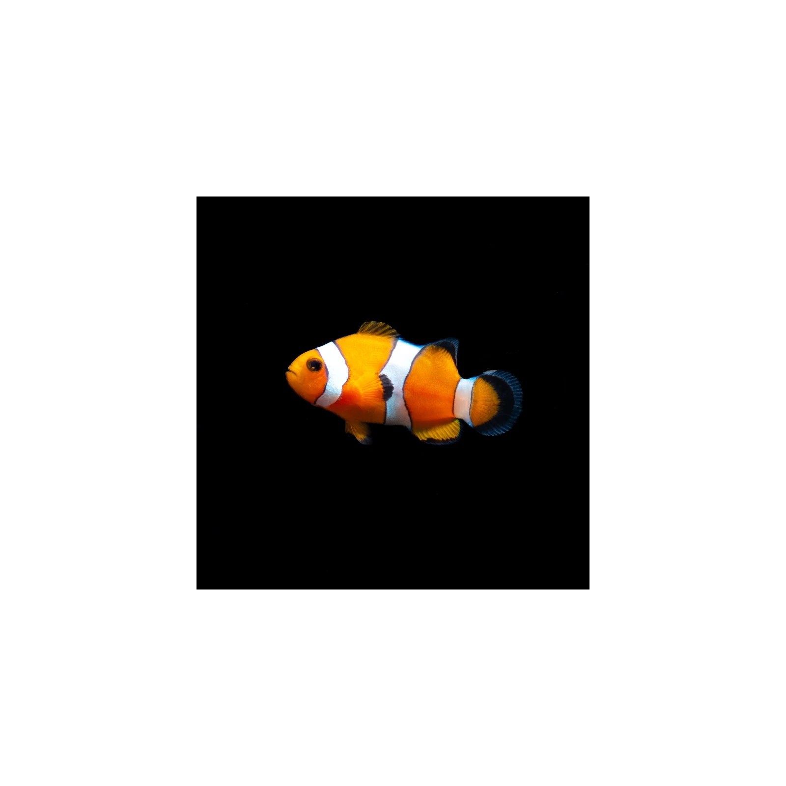 Amphiprion ocellaris S