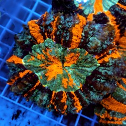 CC86 - Acanthophyllia
