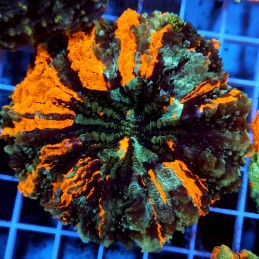 CC91 - Acanthophyllia