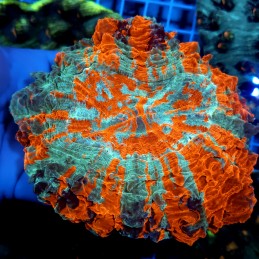CC799 - Acanthophyllia