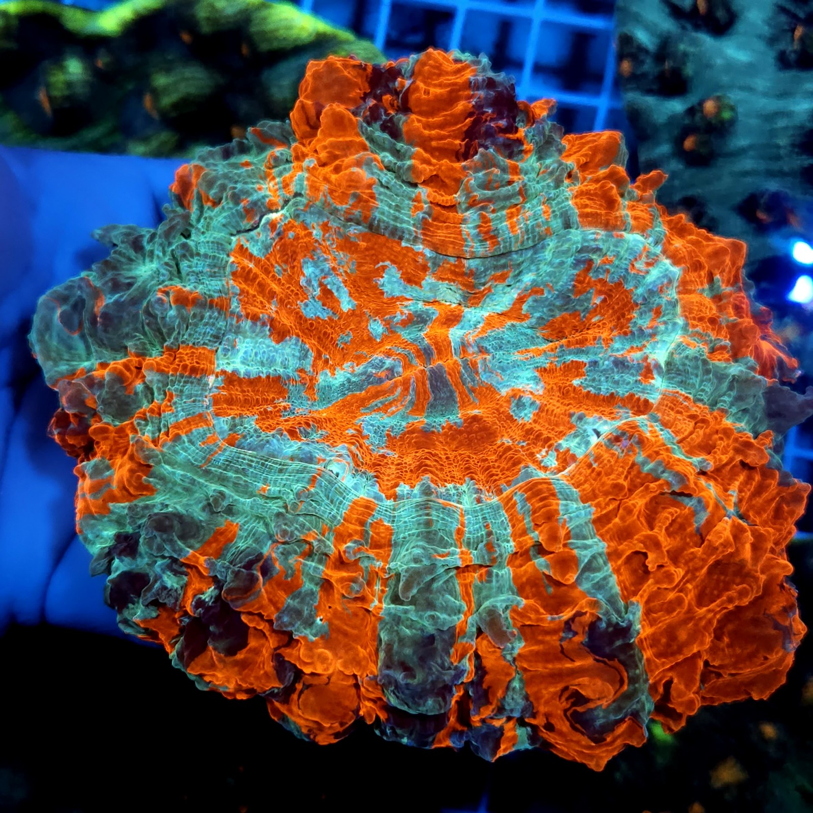 CC799 - Acanthophyllia
