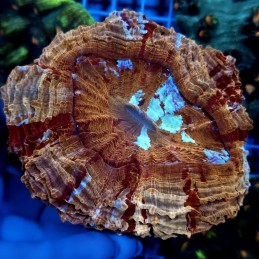 CC800 - Acanthophyllia
