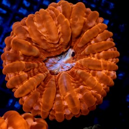 CC3 - Cynarina