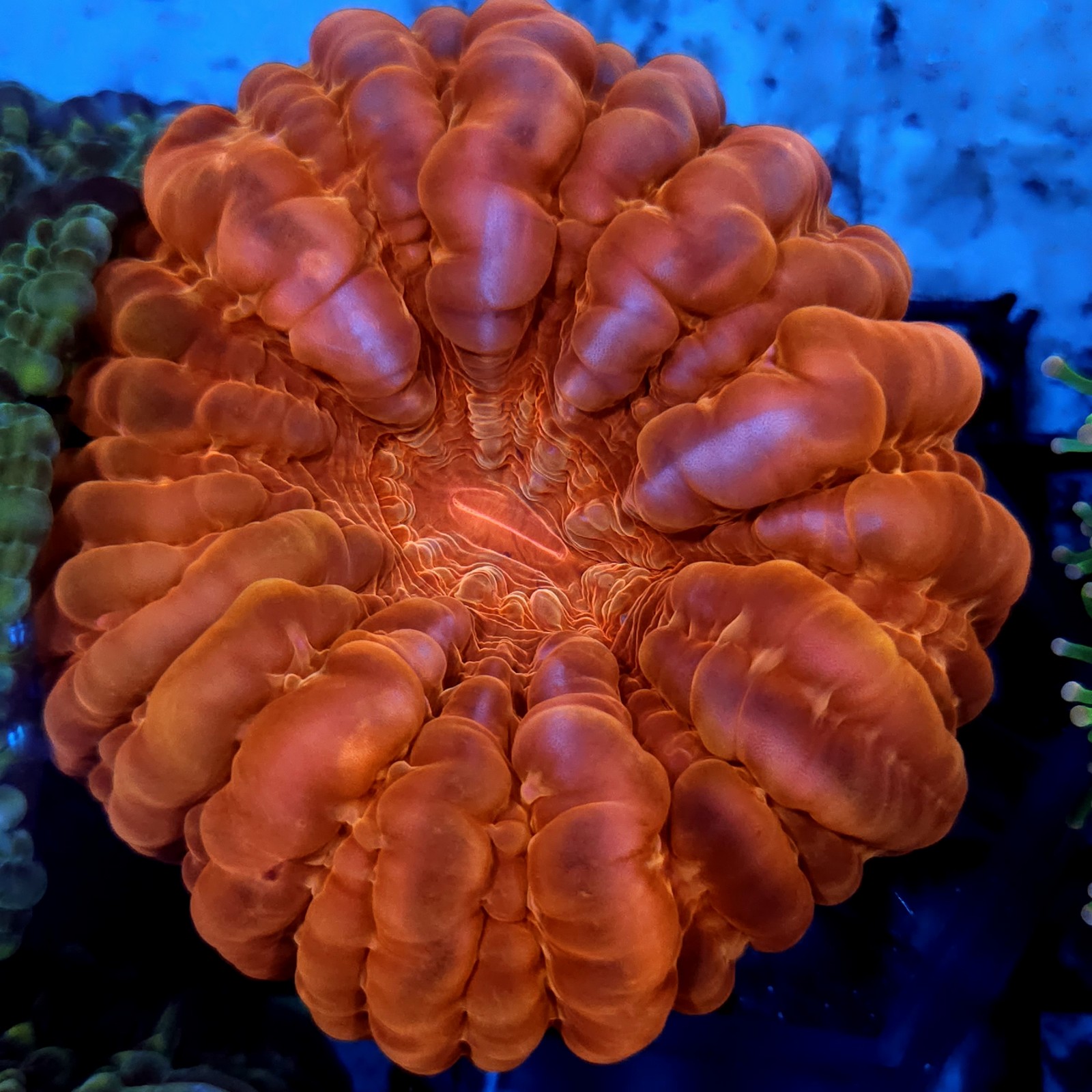 CC26 - Cynarina