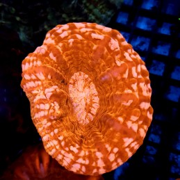 copy of CC30 - Cynarina