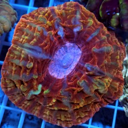 CC765 - Cynarina