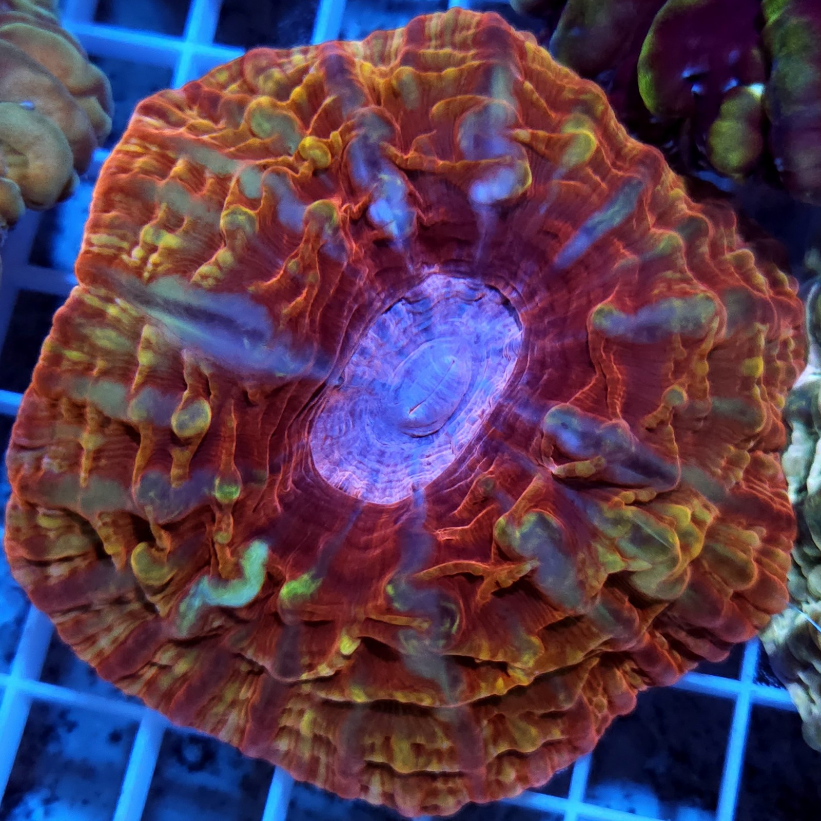 CC765 - Cynarina