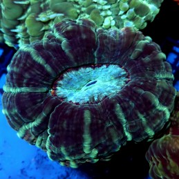 CC11 - Indophyllia