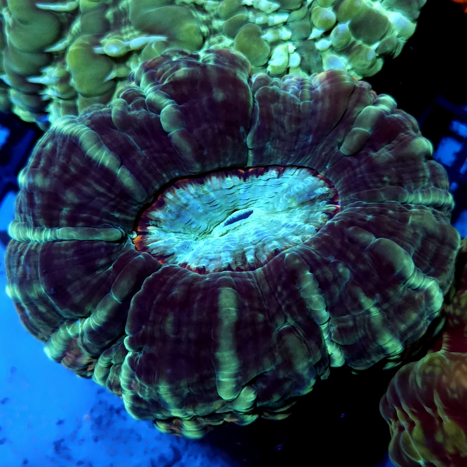 CC11 - Indophyllia