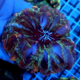 CC786 - Indophyllia
