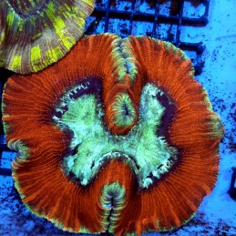 CC142 - Trachyphyllia