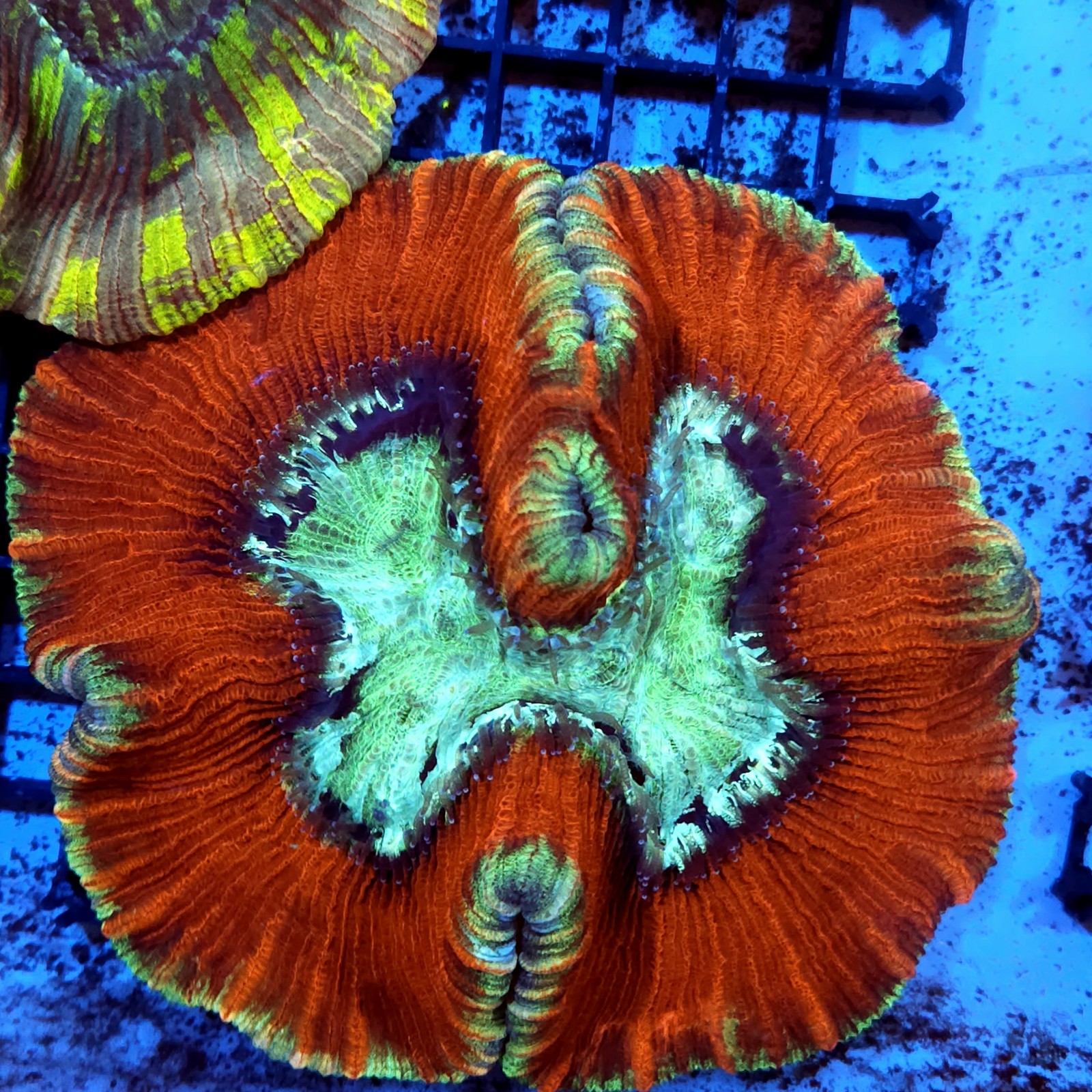 CC142 - Trachyphyllia