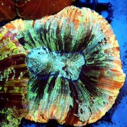 CC145 - Trachyphyllia