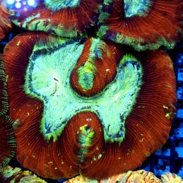 CC146 - Trachyphyllia