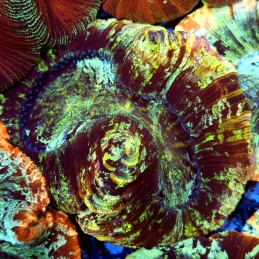 CC149 - Trachyphyllia