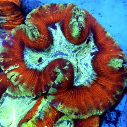 CC150 - Trachyphyllia