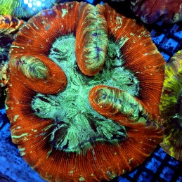 CC151 - Trachyphyllia