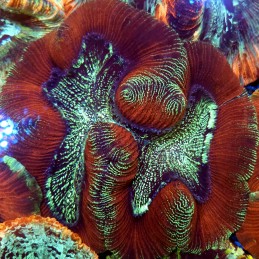 CC154 - Trachyphyllia