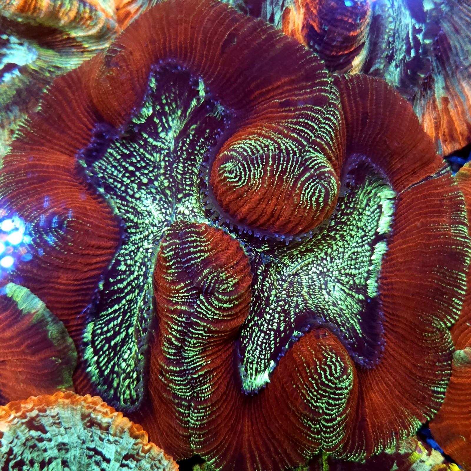 CC154 - Trachyphyllia