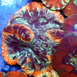 CC155 - Trachyphyllia
