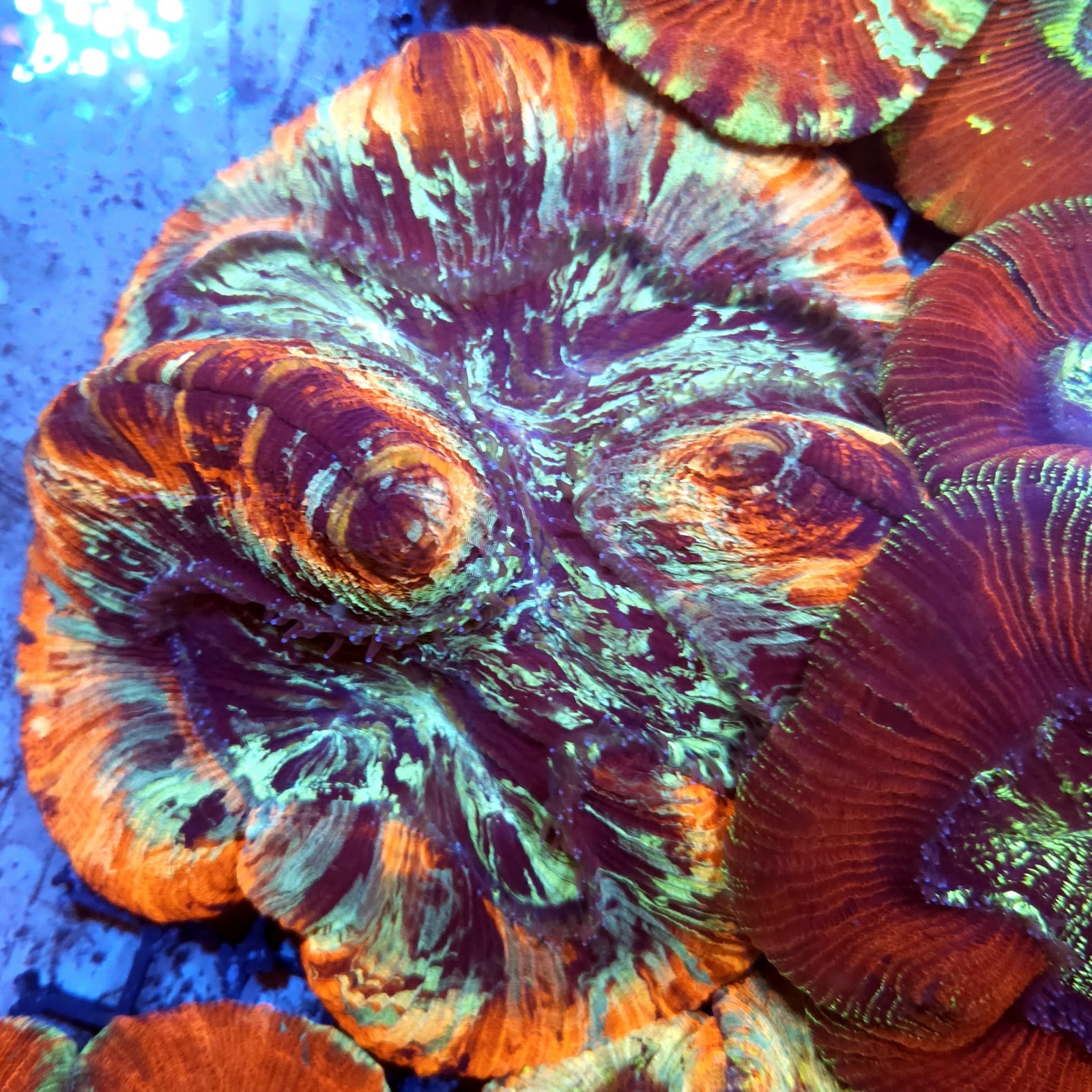 CC155 - Trachyphyllia