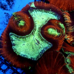 CC158 - Trachyphyllia