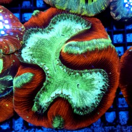 CC161 - Trachyphyllia