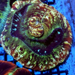 CC163 - Trachyphyllia