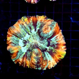 CC594 - Trachyphyllia