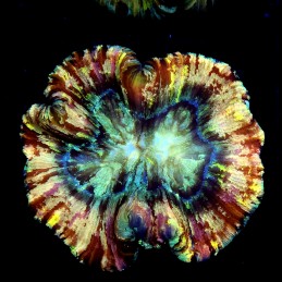 CC596 - Trachyphyllia