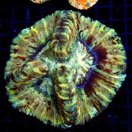 CC597 - Trachyphyllia
