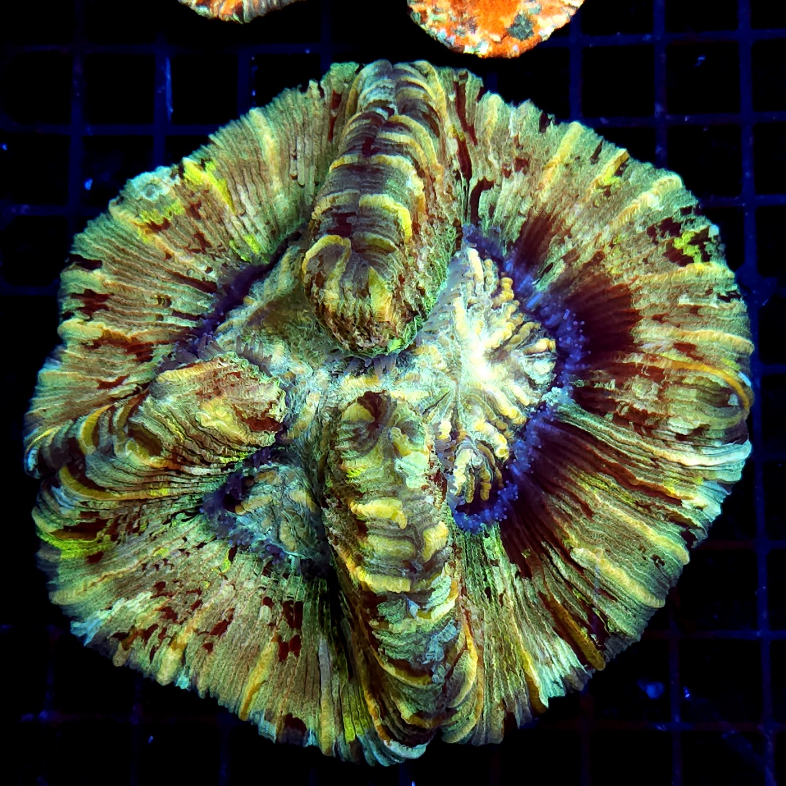 CC597 - Trachyphyllia