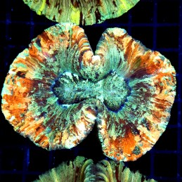 CC598 - Trachyphyllia