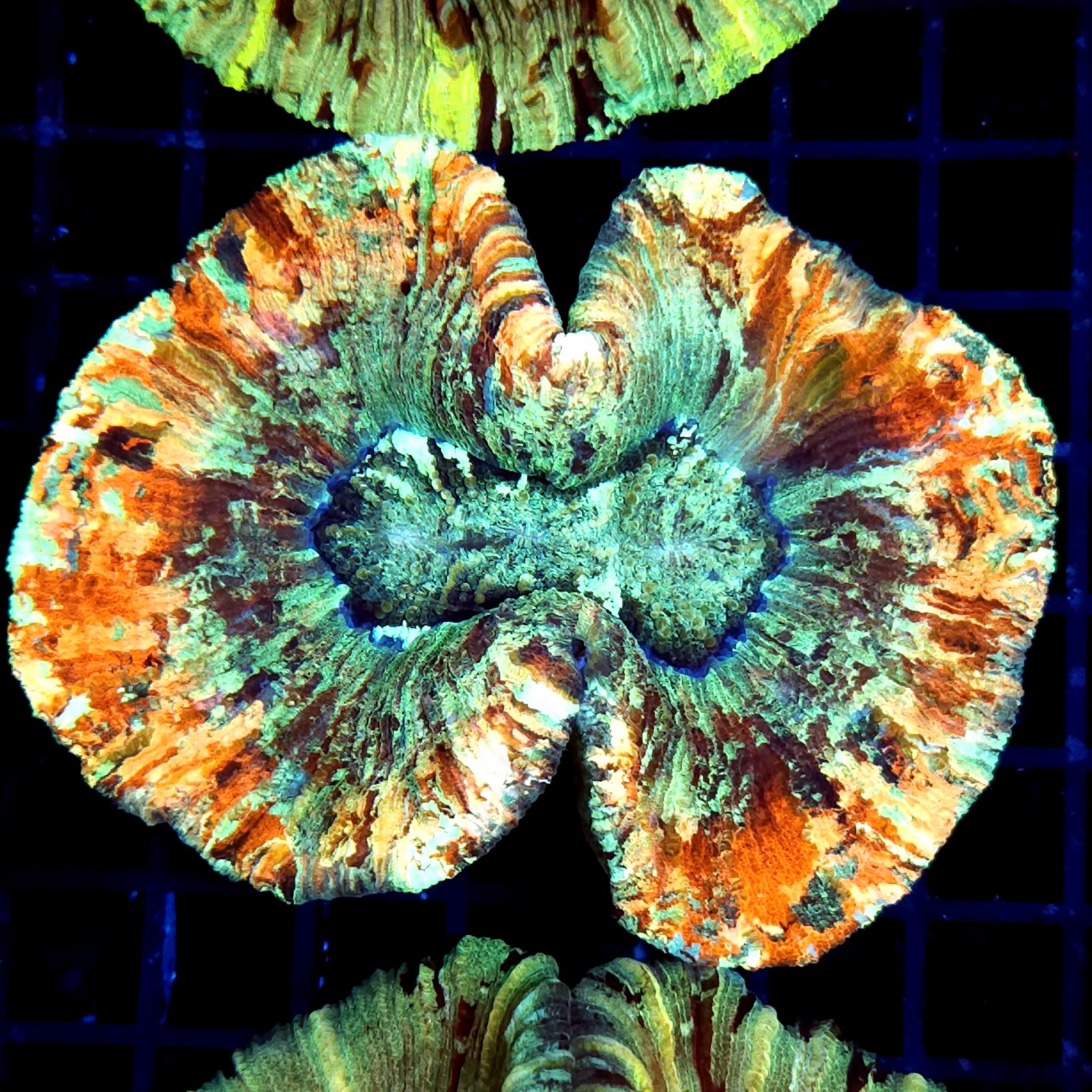 CC598 - Trachyphyllia