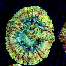 CC599 - Trachyphyllia