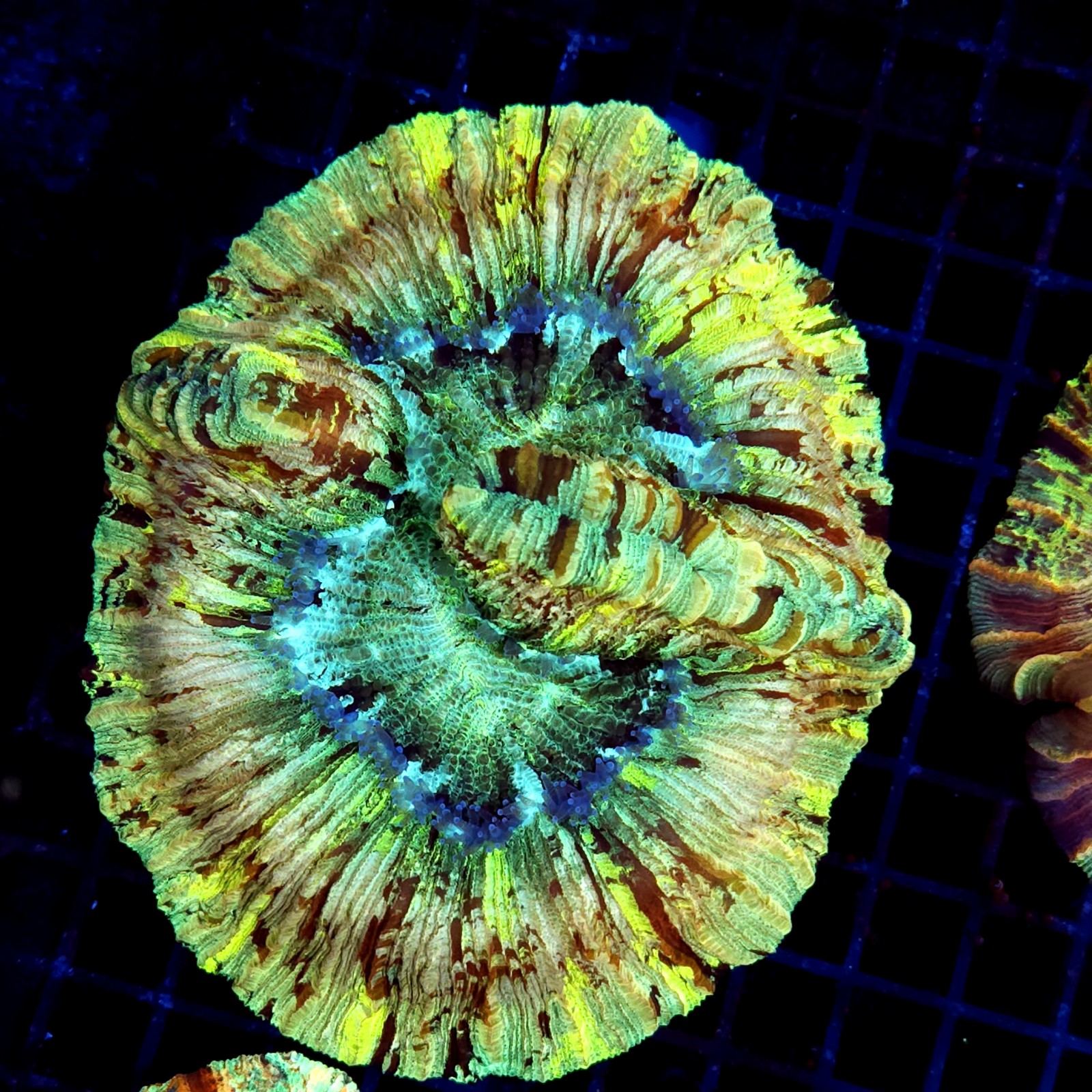 CC599 - Trachyphyllia