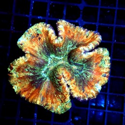 CC600 - Trachyphyllia