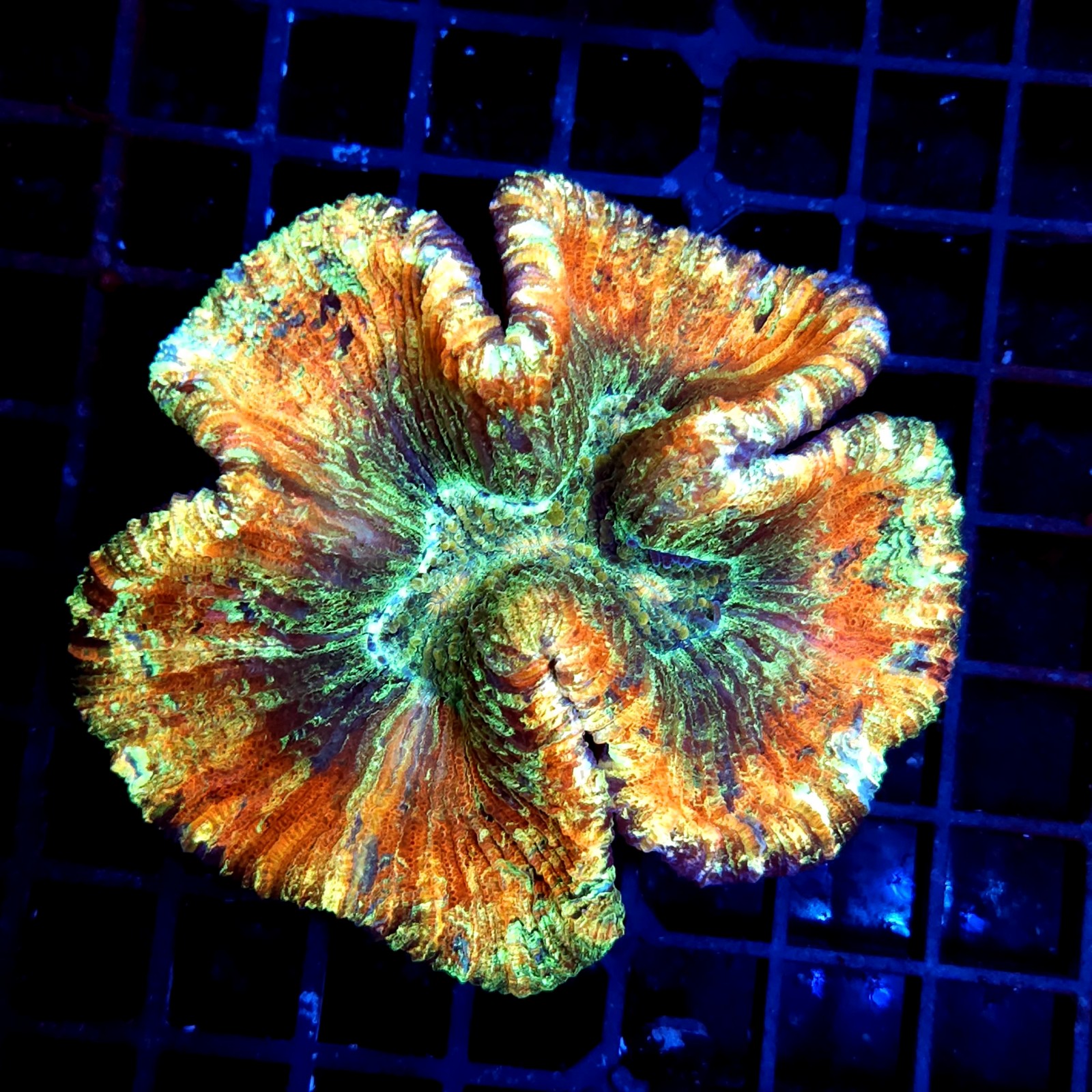 CC600 - Trachyphyllia