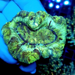 CC754 - Trachyphyllia