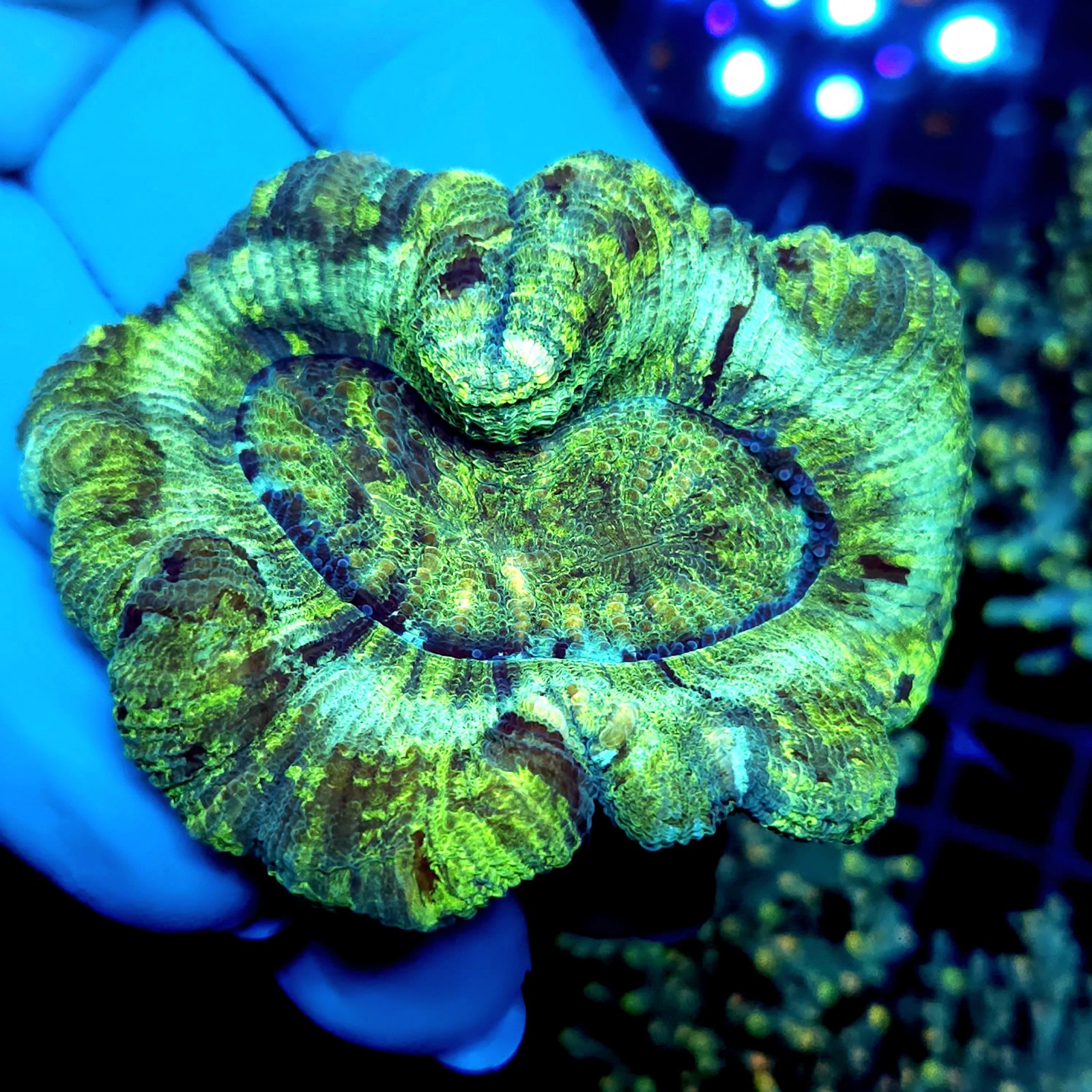 CC754 - Trachyphyllia