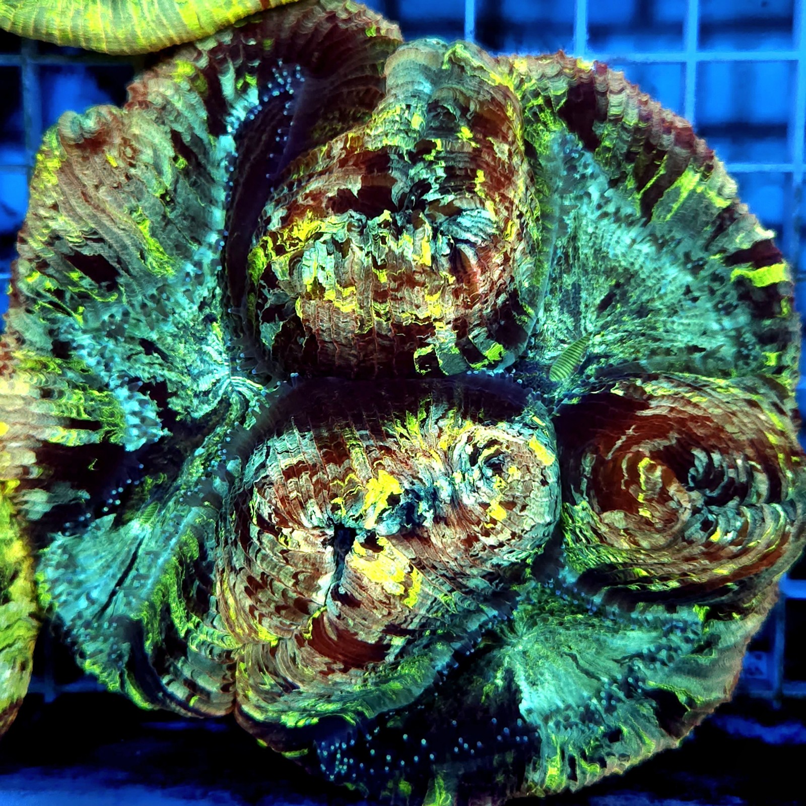 CC921 - Trachyphyllia