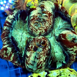 CC923 - Trachyphyllia