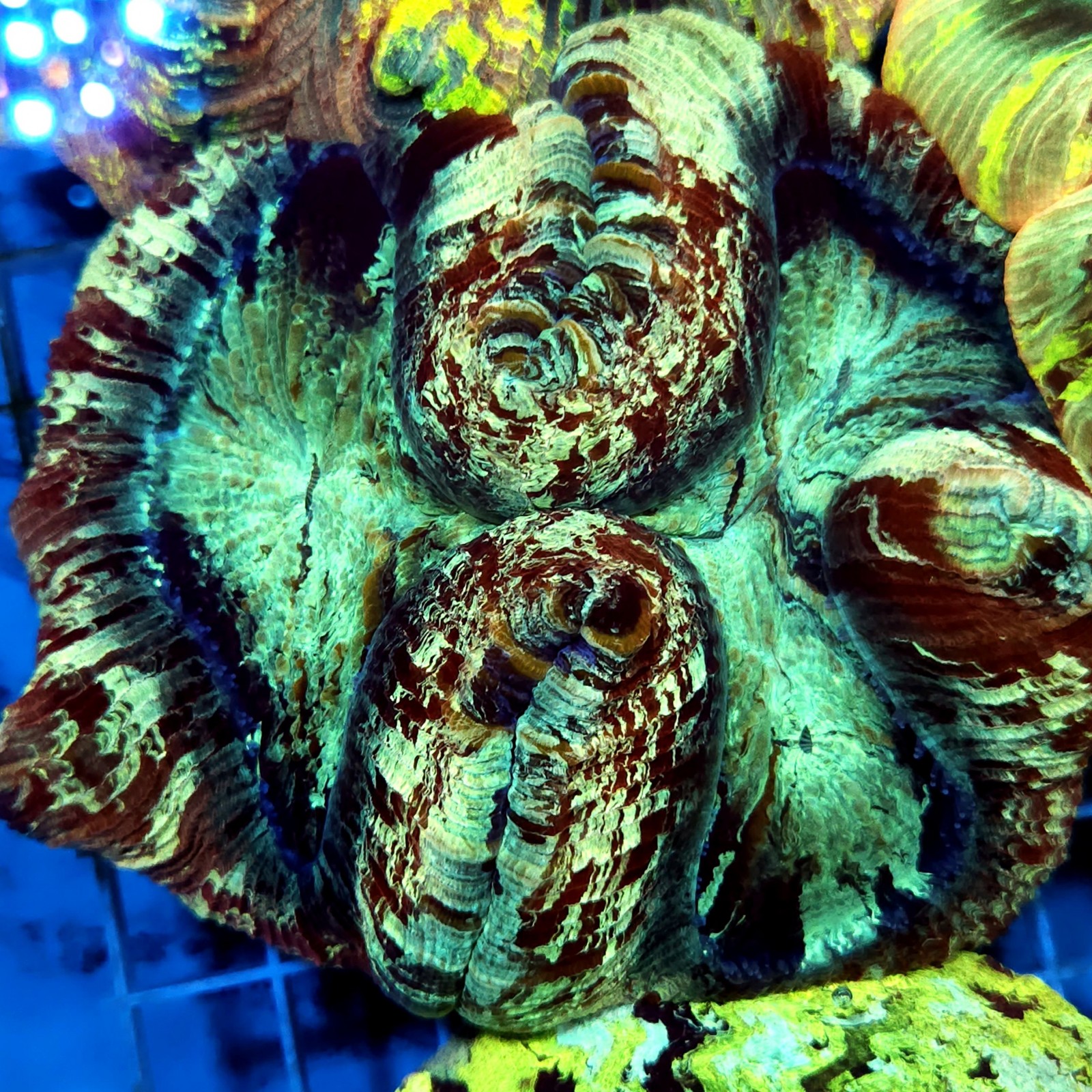 CC923 - Trachyphyllia