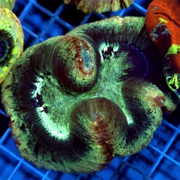 CC925 - Trachyphyllia