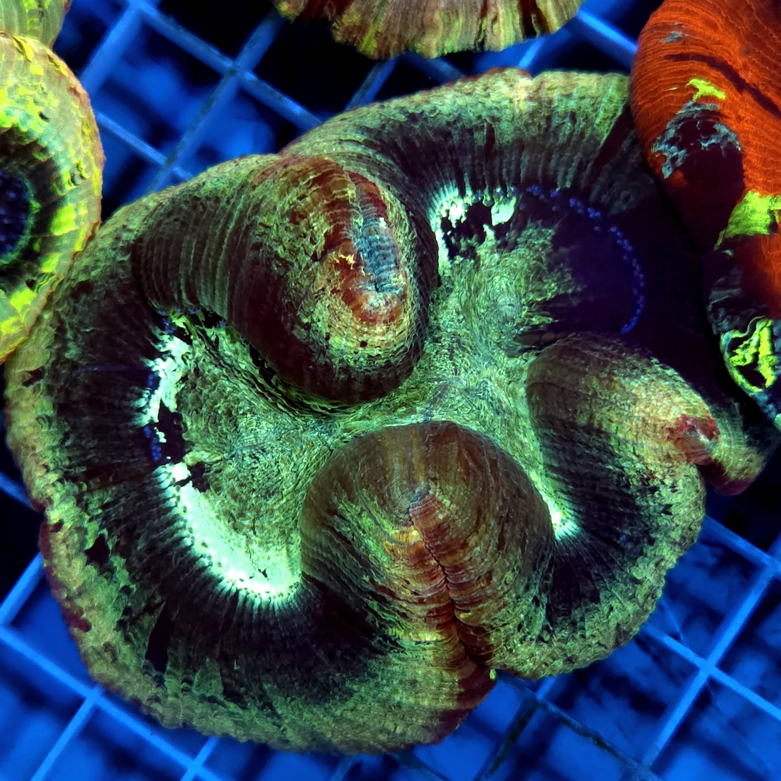 CC925 - Trachyphyllia