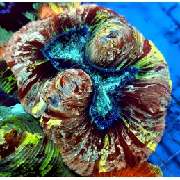 CC927 - Trachyphyllia