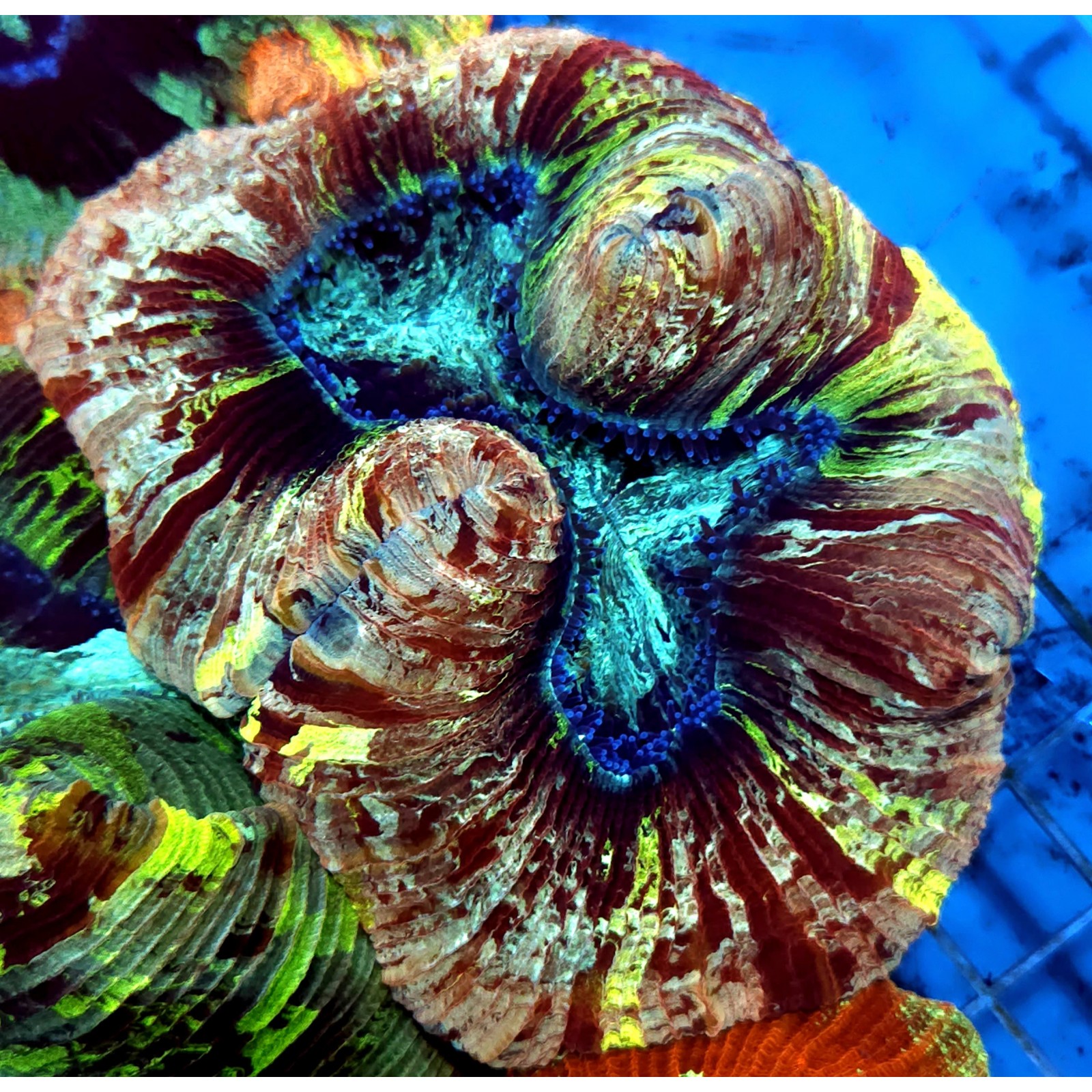 CC927 - Trachyphyllia