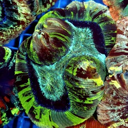 CC928 - Trachyphyllia