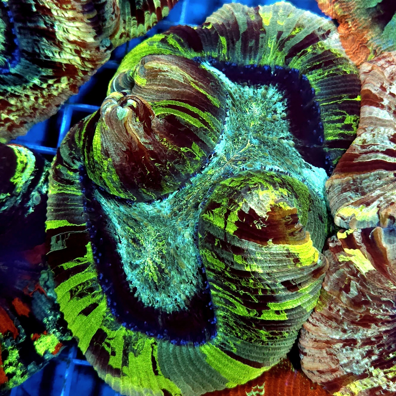 CC928 - Trachyphyllia